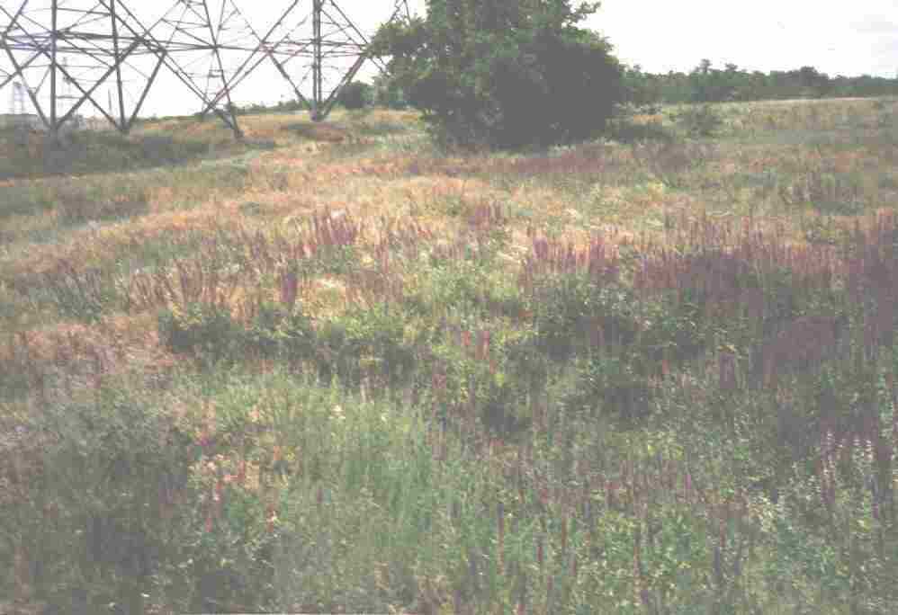 Церковный холм. Пришиб, 1996